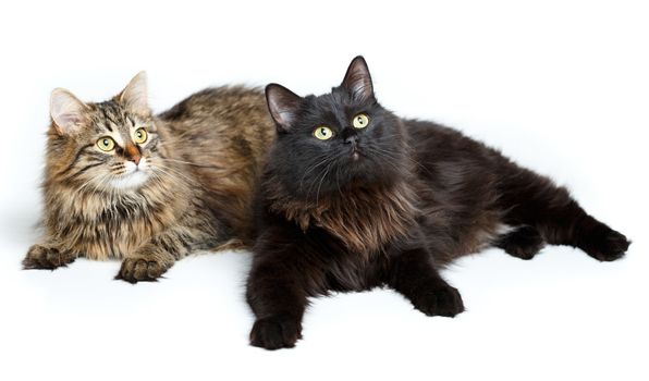 Two cute fluffy cats isolated on white background