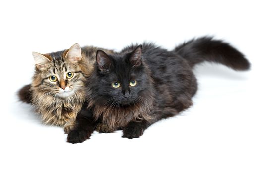 Two cute fluffy cats isolated on white background