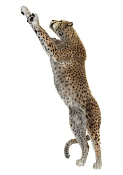 3D digital render of a cheetah isolated on white background