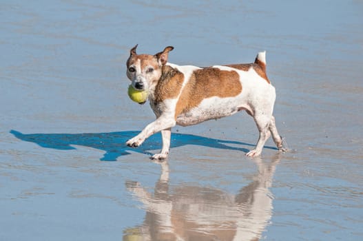Dog playing in the sea