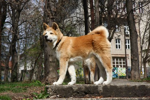 Akita inu puppies walking in public park