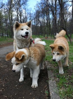 Akita inu female and two puppies walking in public park