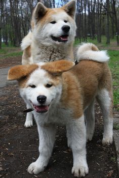 Akita inu female and puppy posing in public park