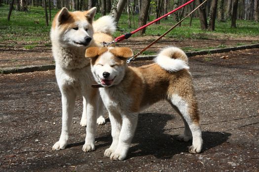 Akita inu female and puppy posing in public park