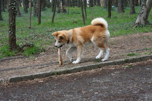 Akita inu puppy walking  with piece of wood in its mouth