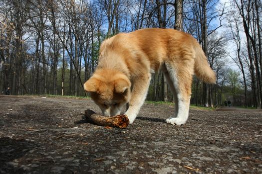 Akita inu puppy with its piece of wood