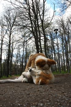 Akita inu puppy playing with Akita female in public park