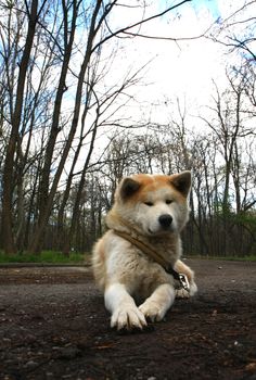 Beautiful Akita inu female posing in public park