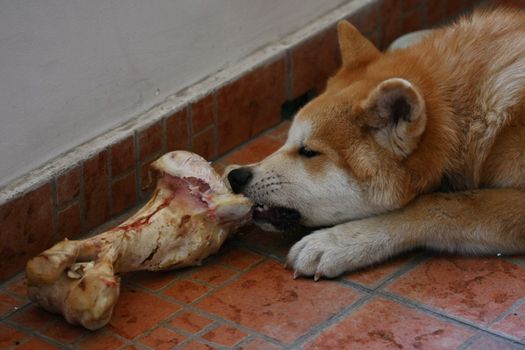 Akita inu puppy having fun with its bone
