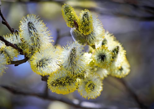 
Willow branches with fluffy yellow flowers.