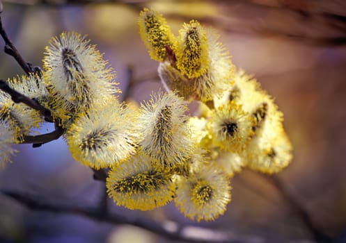 
Willow branches with fluffy yellow flowers.