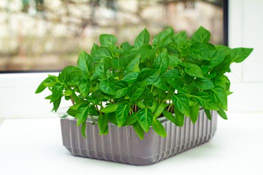 The window is a small plastic container with young green pepper seedlings.