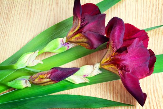 On the surface of the table are two large beautiful iris flower with a beautiful purple color with green leaves.