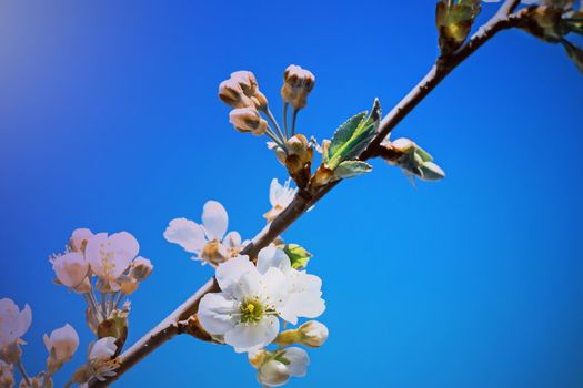 Cherry branch with a large number of white flowers against the blue sky.