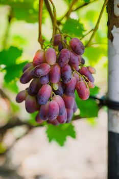 grapes on a background of green leaves in garden