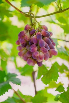 grapes on a background of green leaves in garden