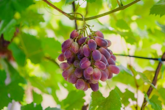 grapes on a background of green leaves in garden