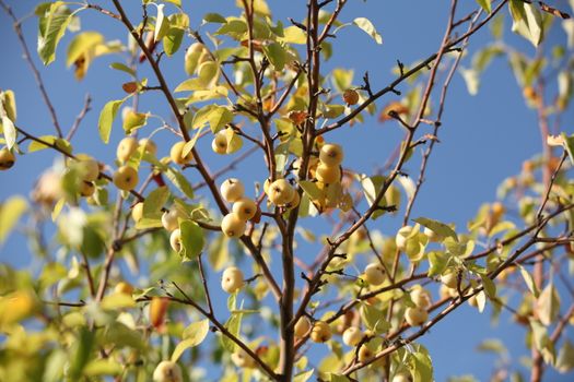 yellow apples on apple tree branch