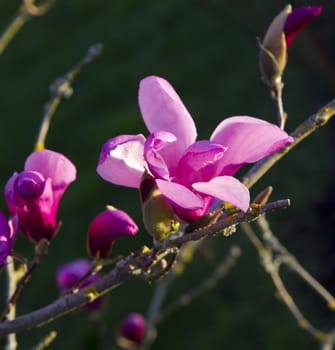 Blooming pink magnolia flowers in spring in the evening sunlight