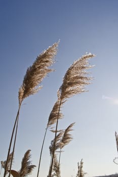 Common reed (Phragmites australis) on the waterfront.