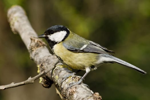 Great Tit (Parus major), a useful garden birds.