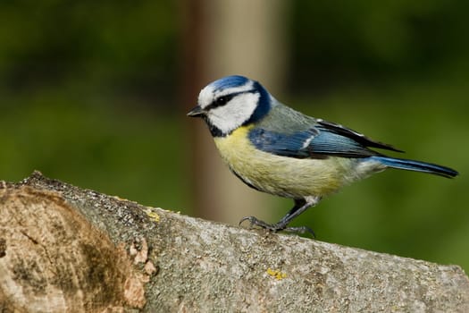 Nun-bird (Cyanistes caeruleus), useful for the garden birds.