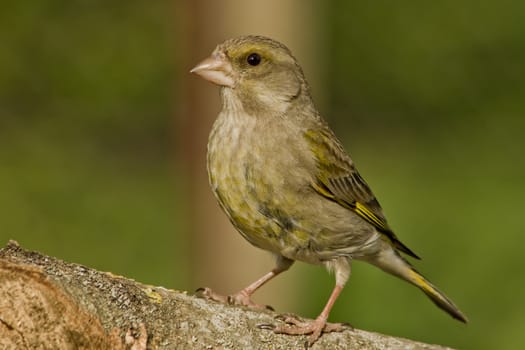 Greenfinch (Coeloglossum viride), the sweet bird parks