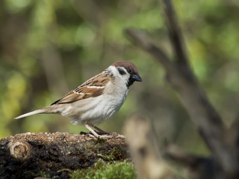 Tree Sparrow (Passer montanus) between the houses.