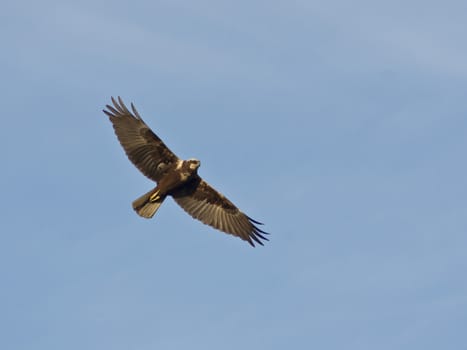 Marsh Harrier (Circus aeruginosus) in the air, while hunting.