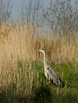 Blue heron  (Ardea cinerea) in the reeds.