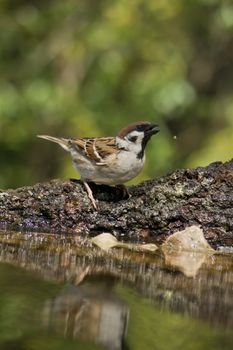 Tree Sparrow (Passer montanus) between the houses.