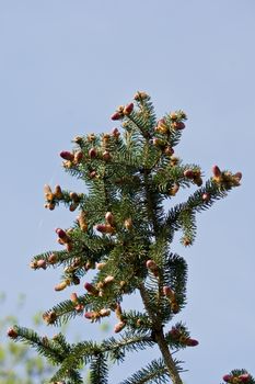 Scots pine (Pinus sylvestris) pollen spray flowers.