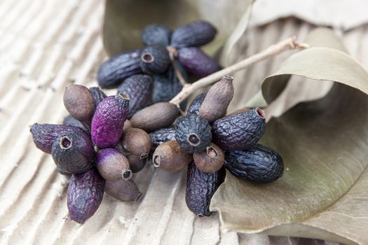 Jambul plum or Jamun plum.it's dried in nature.On old color brown paper.
