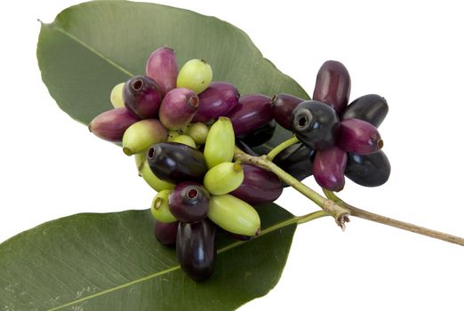 Jambul or Jamun isolated on white.
Rich in vitamins and minerals like vitamin C, phosphorus, calcium and carbohydrates. This is very useful for health.