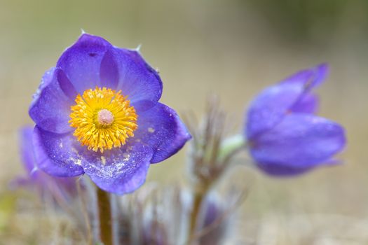 Mountain Pasqueflower (Pulsatilla montana)