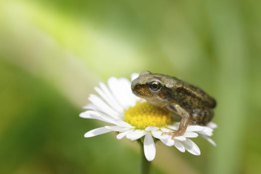 A tiny baby grey frog sitting on an white flower