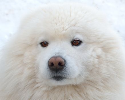 Portrait of a beautiful Samoyed dog in the winter season.