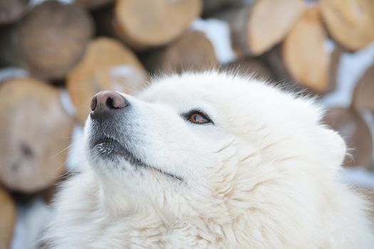 Portrait of a beautiful Samoyed dog in the winter season.