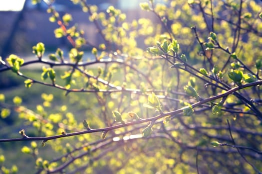 green buds of a branch in spring, spring, april