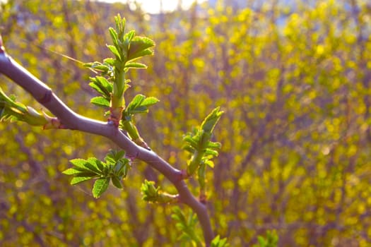 green buds of a branch in spring, spring, April