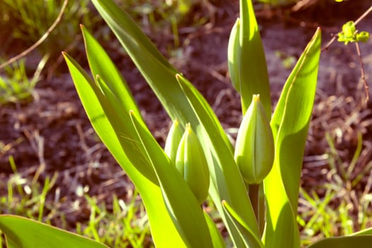 Tulips in the bud in the flowerbed leaves