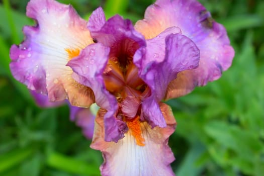 Lilac iris blossoming in a garden, flower iris