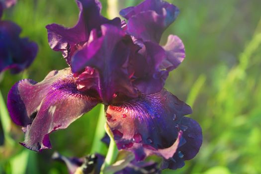 Purple iris