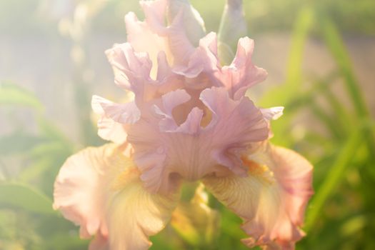 Beautiful blossoming pink iris flower in the garden