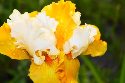 Beautiful blossoming iris flower in the garden