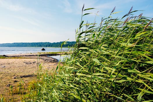 Picturesque landscape with thicket reeds on seashore