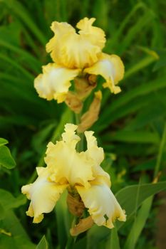 Beautiful blossoming iris flower in the garden