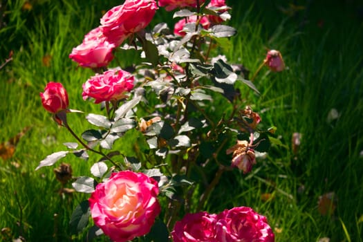 rose flower in the garden