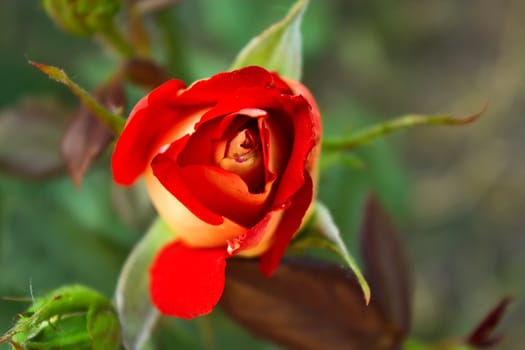 Red-yellow rose flower