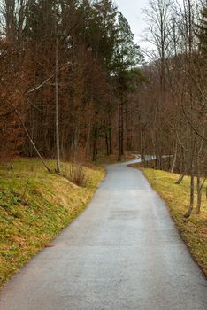 Small Pathway going trough the forest outdoors